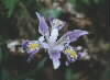 Local flower