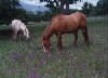Pretty Horses