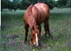 Nice Horsie