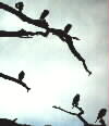 Loons?